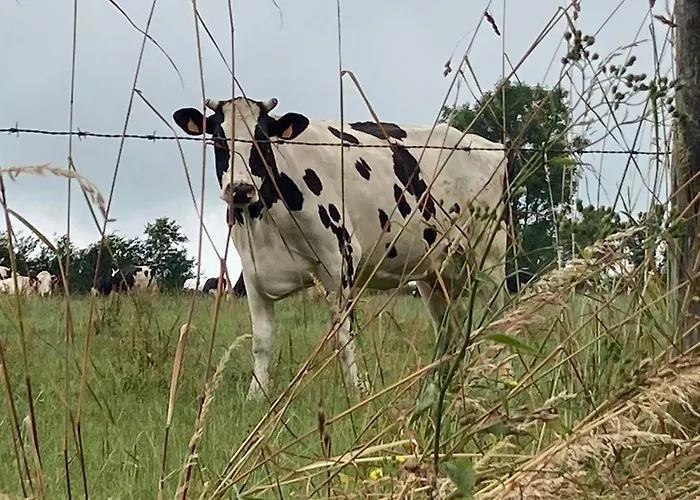 Panzió Le Montesser